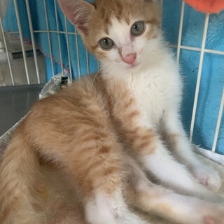 可愛い茶白たくわん君去勢済み