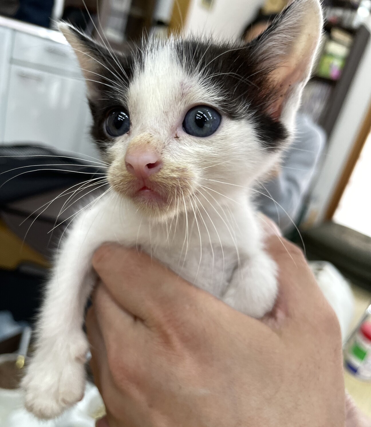 可愛い仔猫4兄弟 白黒ち 愛知県 猫の里親募集 ペットのおうち 月間利用者150万人