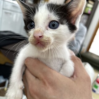 可愛い仔猫4兄弟！白黒ちゃんオス④