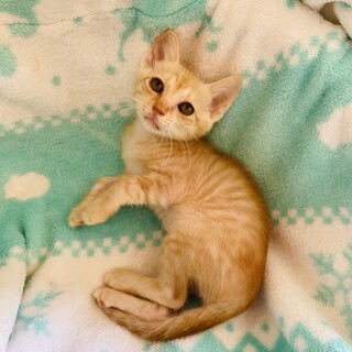 トライアル中！人馴れの白ベースの茶トラ♂はぴ