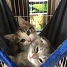 の写真