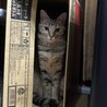 の写真