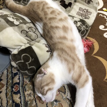 の写真