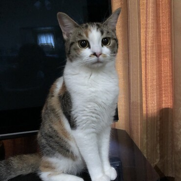 の写真