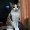 の写真