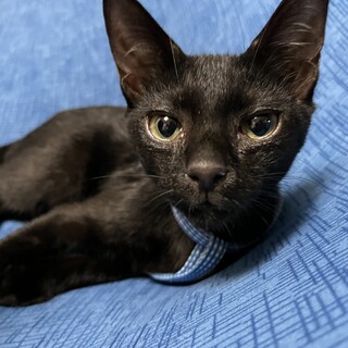 里親決定。スマートな黒猫グーン君