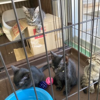 子猫4匹里親募集！！！