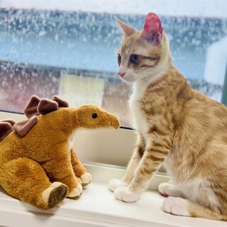 懐っこい天真爛漫茶白ボーイのなると君