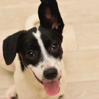 元気なジェッマちゃん！