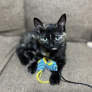 可愛いサビ柄ちびクロちゃん