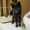 美人のに子ちゃん。