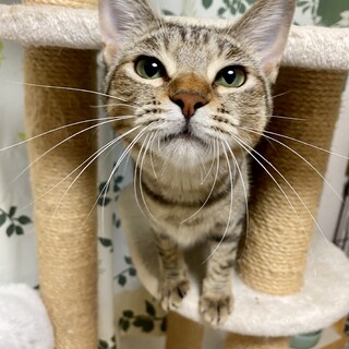 2/18 譲渡会参加 ★ フミフミふみちゃん