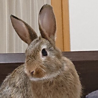 ミニうさぎ  2021年11月生まれ