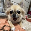 チビコ