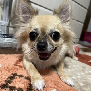チビコ