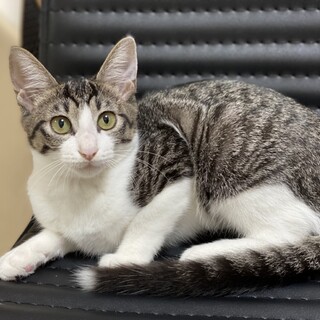 【4ヶ月弱】キジ白♀控えめ甘えん坊