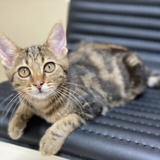 【4ヶ月弱】アメショー柄♂ 好奇心旺盛甘えん坊