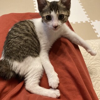 こまった顔がかわいらしい♡ふしちゃん
