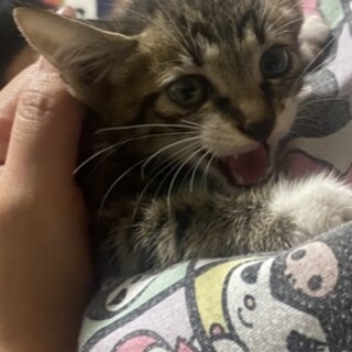 キジトラ　男の子