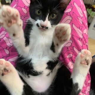 おひげがキュートな甘えん坊★ぷち