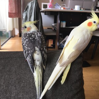 オカメインコ2羽 里親募集