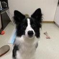 ボーダーコリー2歳クロエ