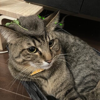 《感謝！トライアル決定》おっとりマイペース