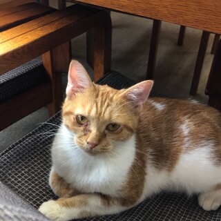 茶白、8か月、女の子、ムーちゃん。