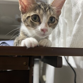 素敵な家族と出会えました♡リノちゃん