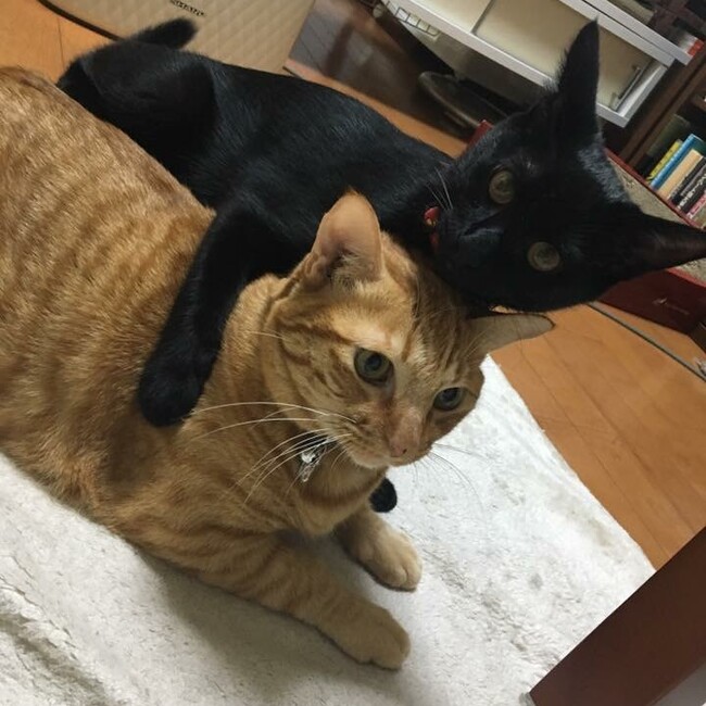 nezumikurageのカバー写真