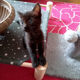 クロネコ姉弟、仮称ソヨンちゃんとソジュンくん