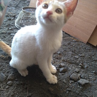 子猫の里親募集中です！