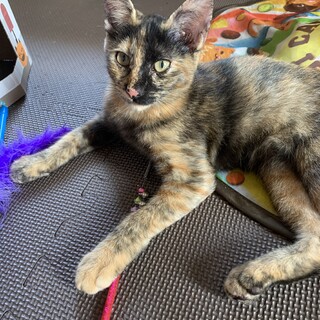 人懐こいサビ猫の女の子