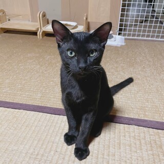 友人宅付近に居着いている子が産んだ兄妹