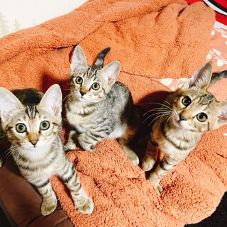 海のゴミ箱に捨てられていた子猫達