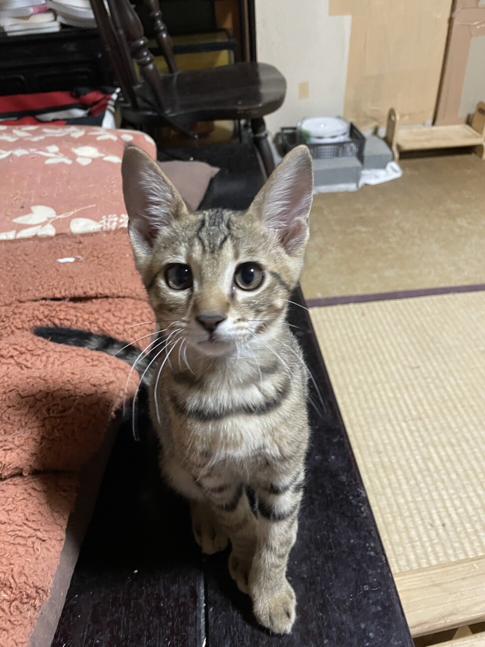 海のゴミ箱に捨てられてい 大阪府 猫の里親募集 ペットのおうち 月間利用者150万人