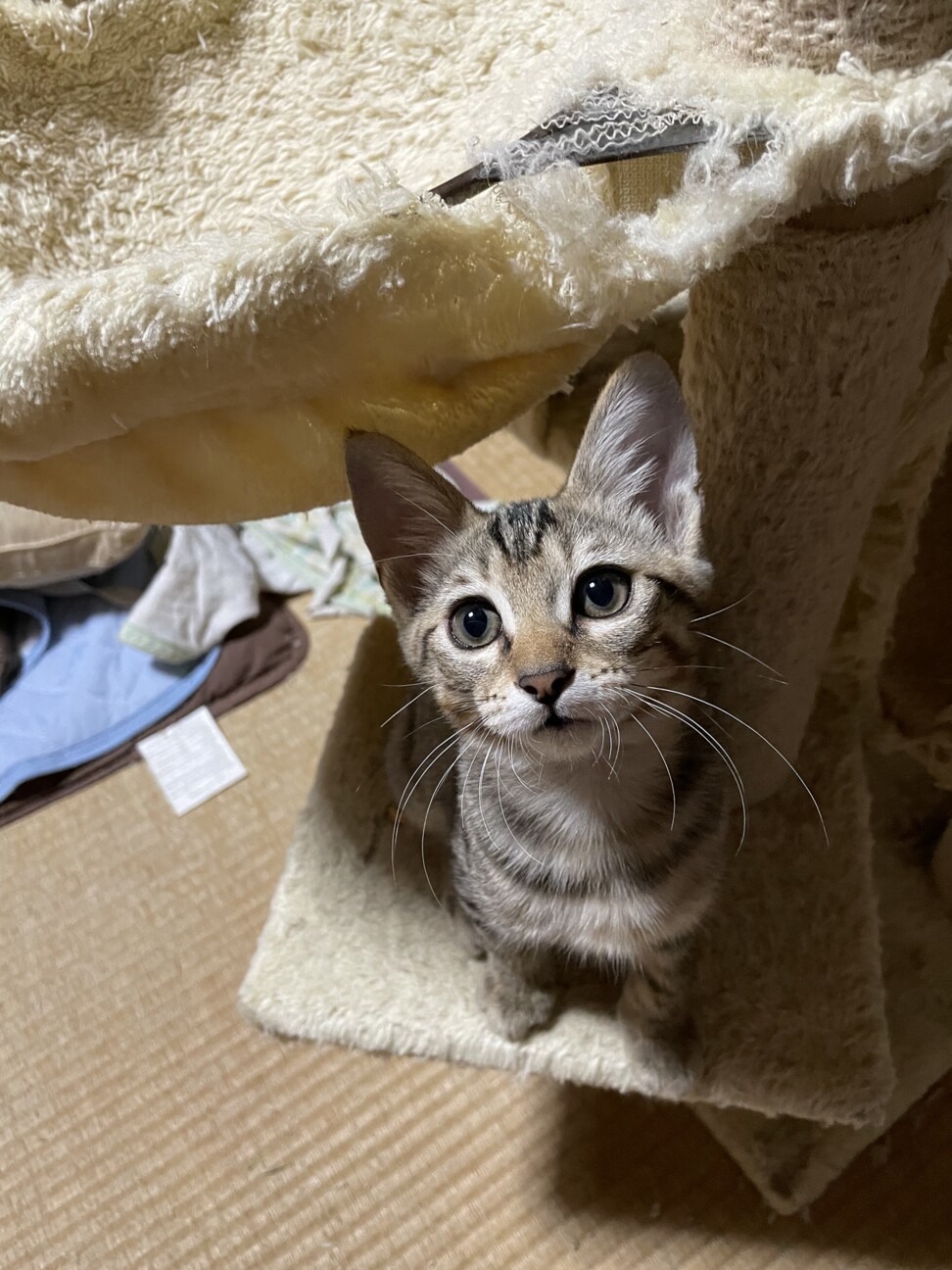 海のゴミ箱に捨てられてい 大阪府 猫の里親募集 ペットのおうち 月間利用者150万人