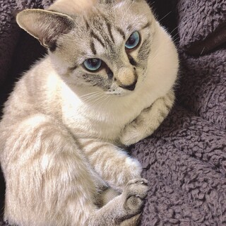 5歳の甘えんぼシャムトラ