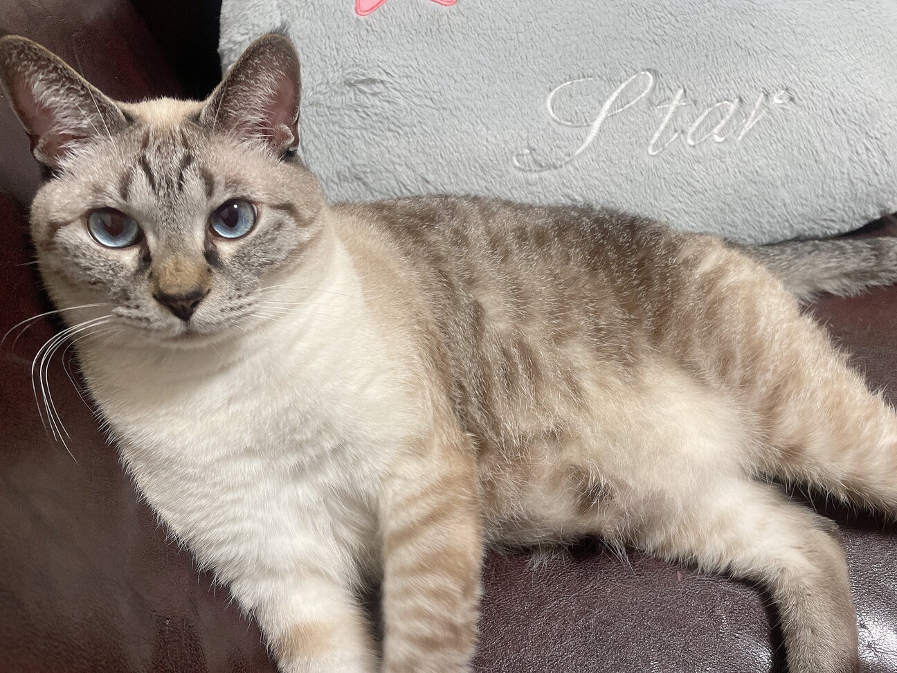 5歳の甘えんぼシャムトラ 福岡県 猫の里親募集 ペットのおうち 月間利用者150万人