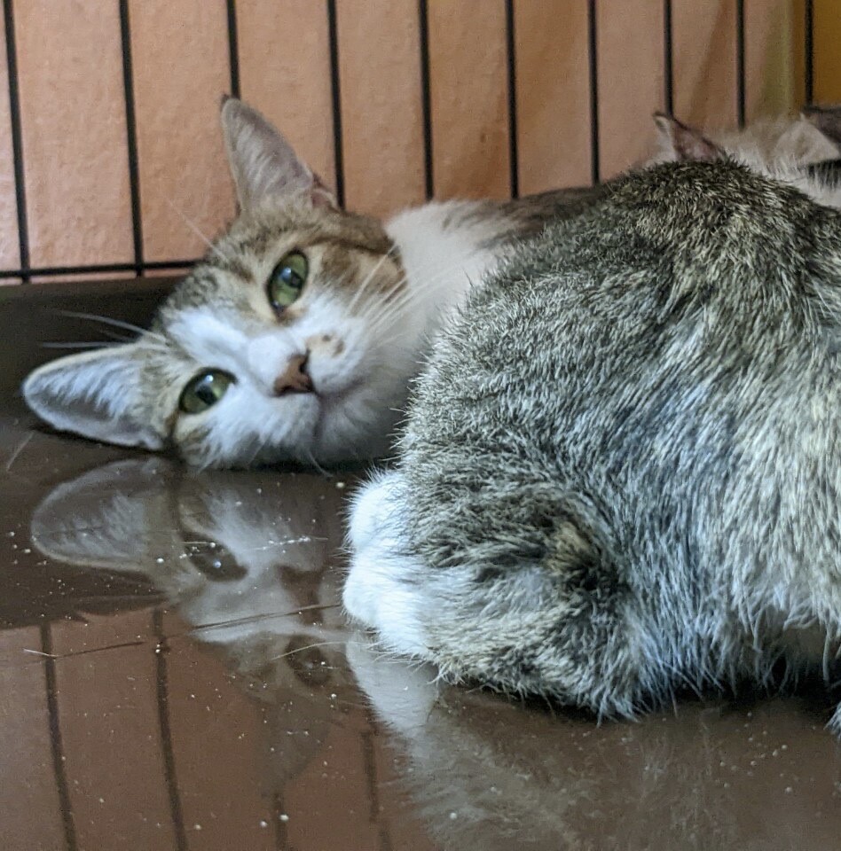 負傷保護ママ出産★人馴れ抜群キジ白★ココアちゃん サムネイル2