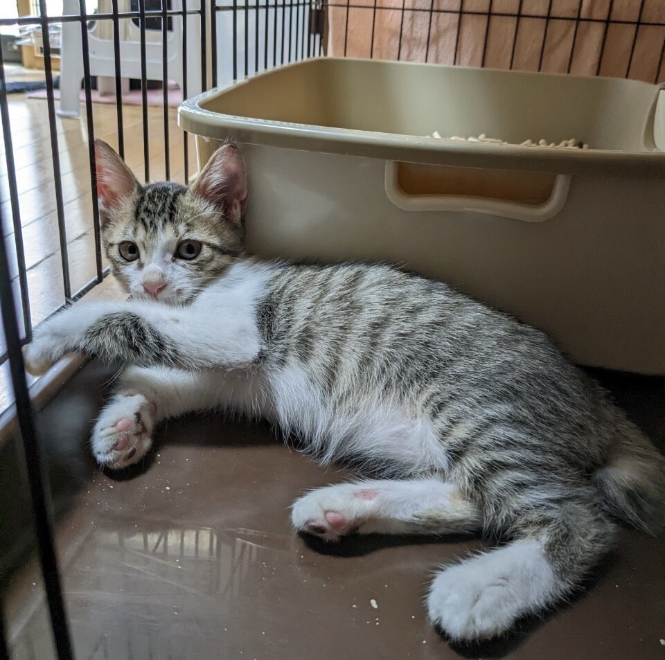 負傷保護ママ出産★人馴れ抜群キジ白★ココアちゃん サムネイル3