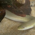 ぺっとのうなぎ
