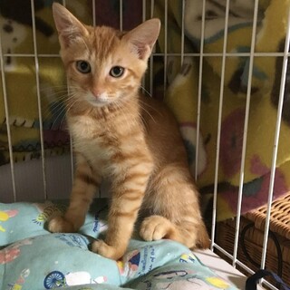 ☆シャーベットオレンジ♡レアな茶トラ女子いよ