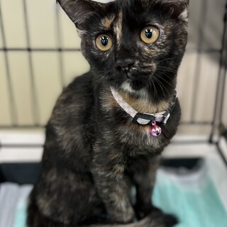 とっても可愛い貴重なサビ柄女の子きき