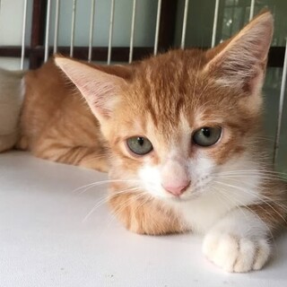 ☆人気の茶白♡イケメン系男子　ライチくん☆