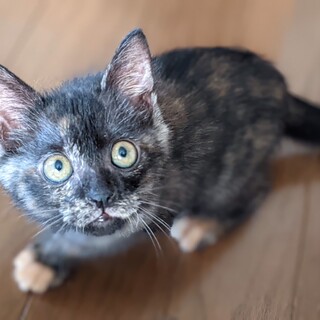 まんまるタヌキ顔のサビ柄女の子☆るい