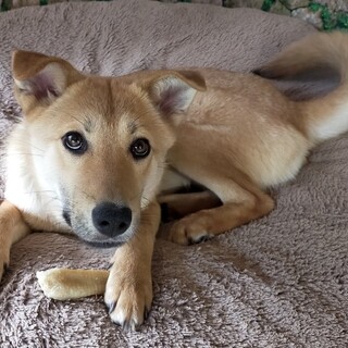  人も犬も大好き、甘えん坊で元気な女の子さんご