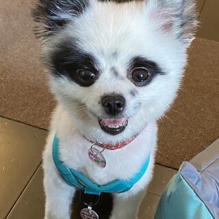 可愛いあざといポメラニアンの【ボン・クレー】ちゃん