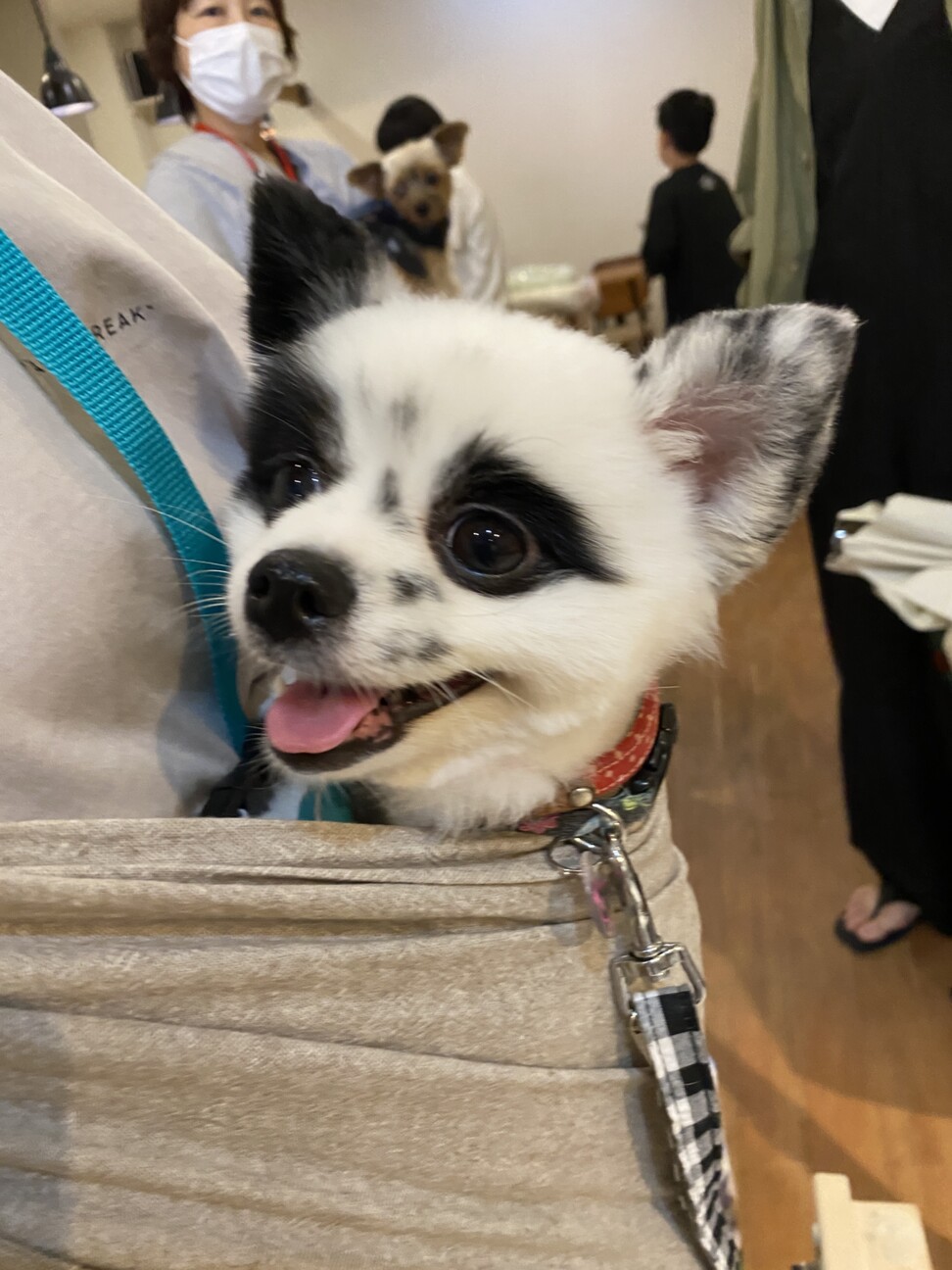 可愛いあざといポメラニア 大阪府 犬の里親募集 ペットのおうち 月間利用者150万人