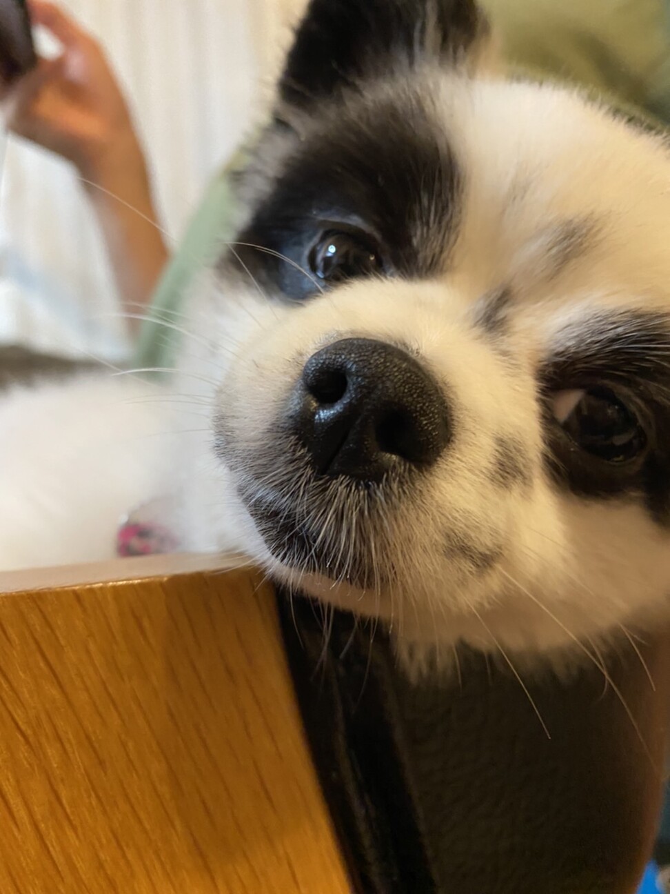 可愛いあざといポメラニア 大阪府 犬の里親募集 ペットのおうち 月間利用者150万人